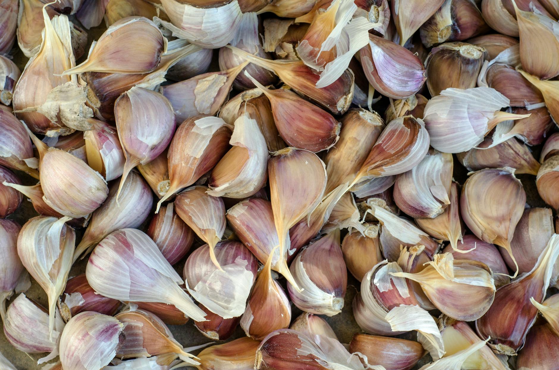 close up shot of garlic