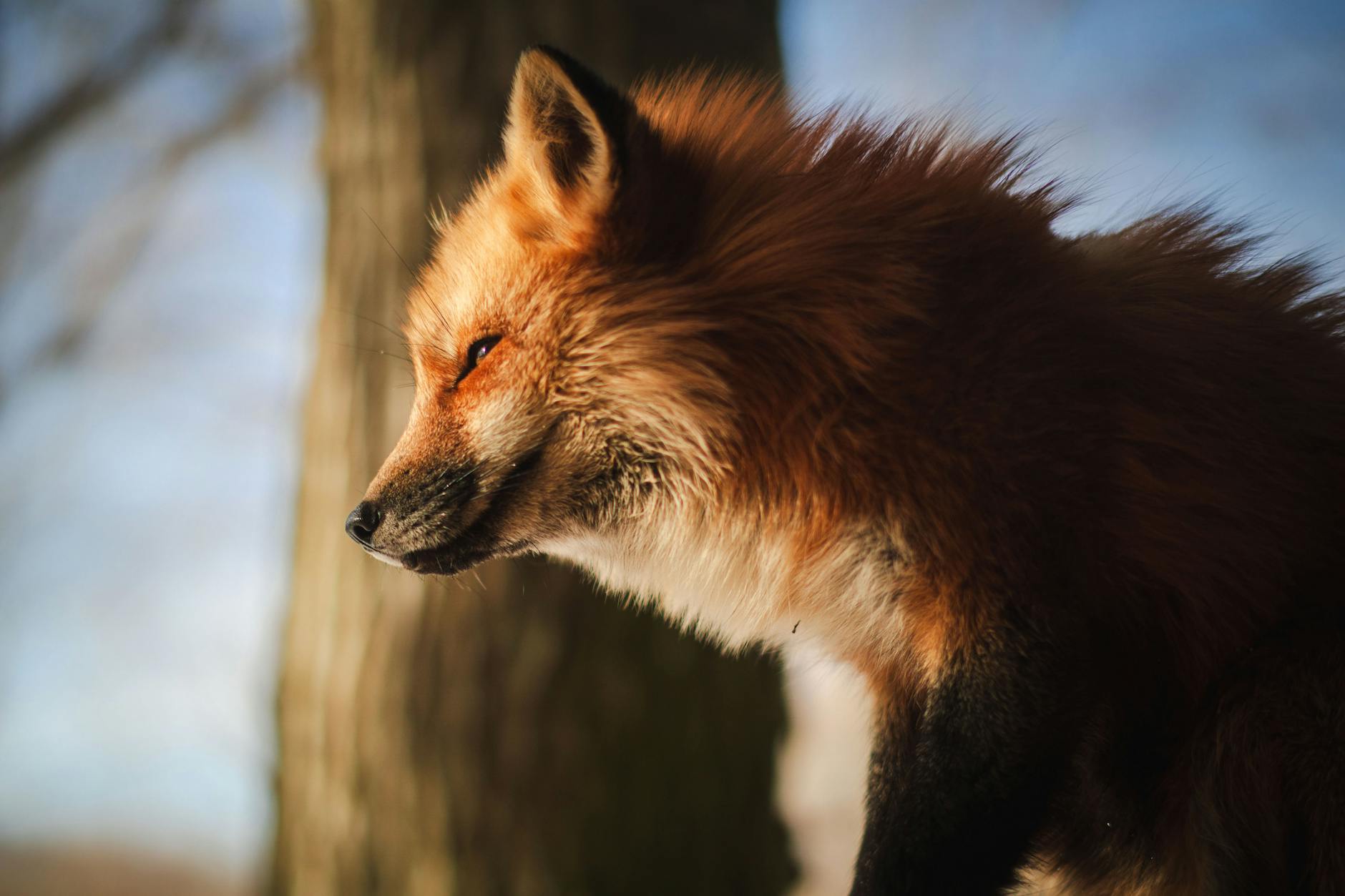 close up of a red fox in shiroishi japan